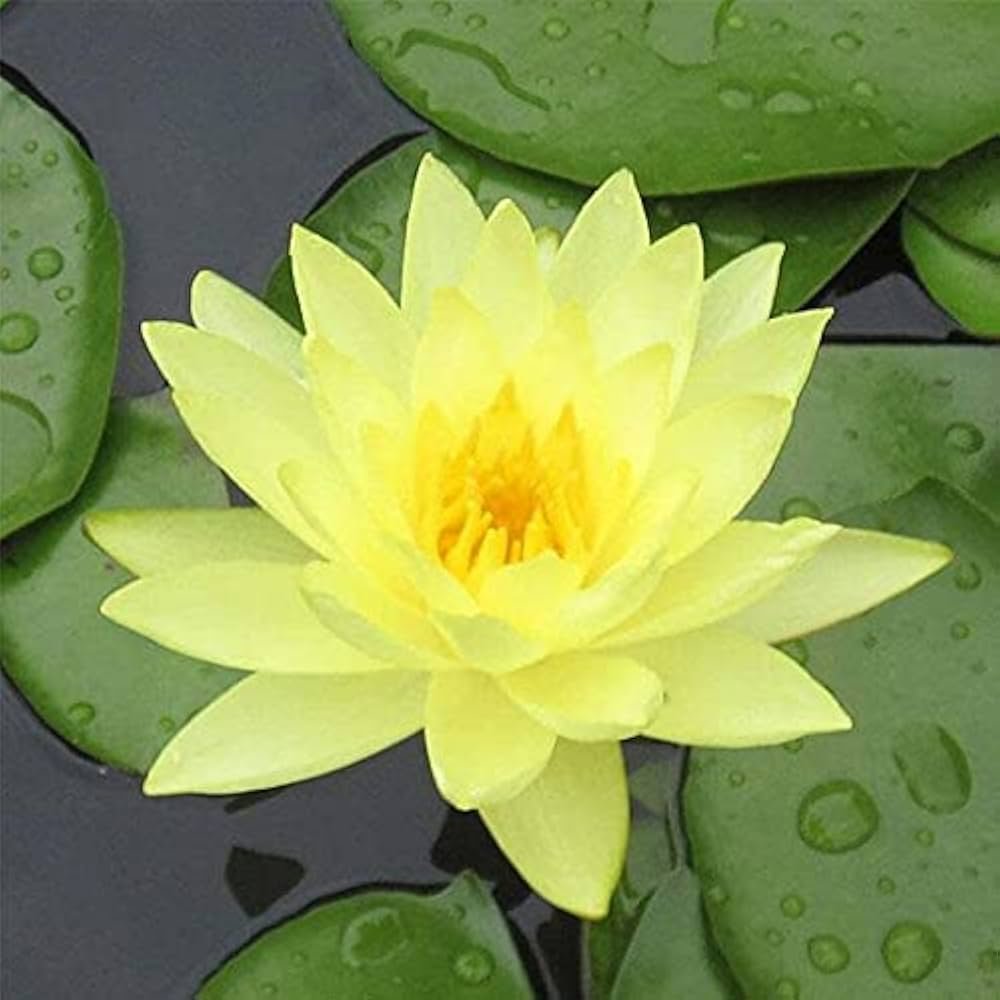 Aquatic Water lily plants