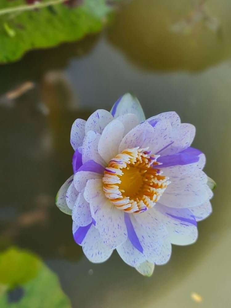Tropical makhan water lily plant