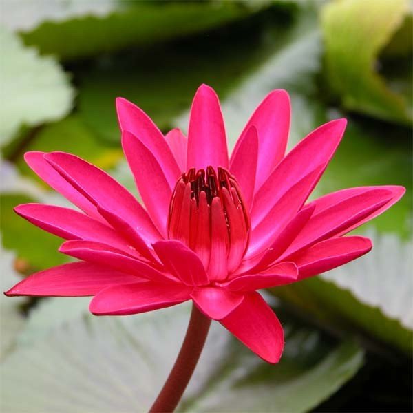 Tropical Nymphaea pink night blooming water lily plant