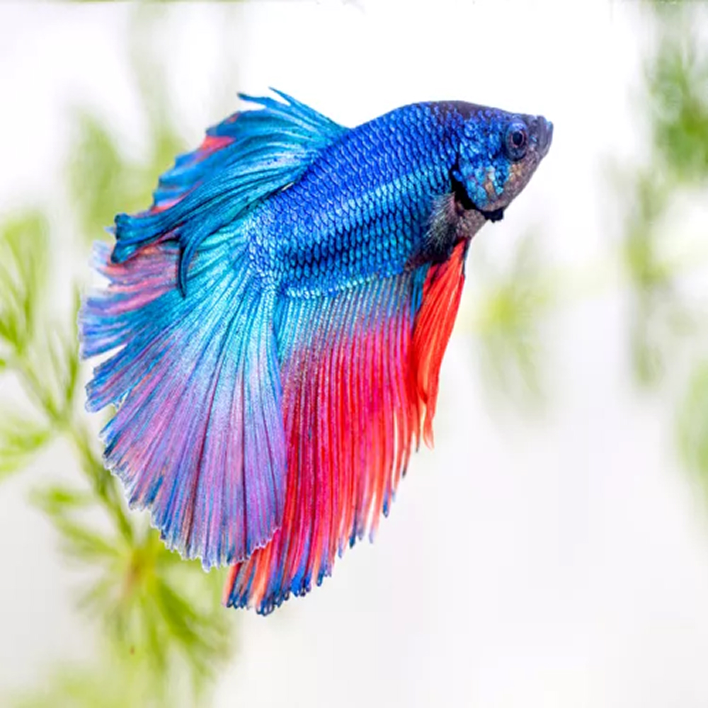 Fish & Aquatic Pets