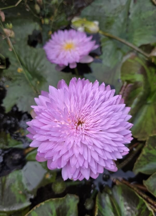 Tropical vietu blabares mouth water lily plant