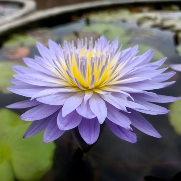 tropical Eingfa water lily plant