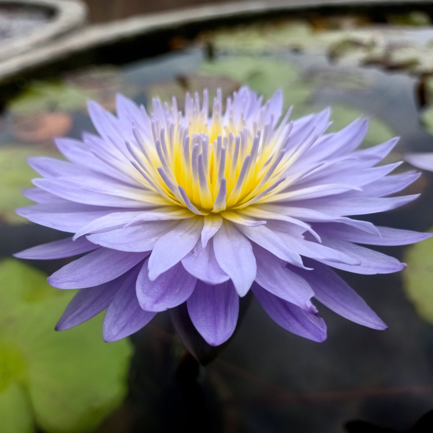 tropical Eingfa water lily plant