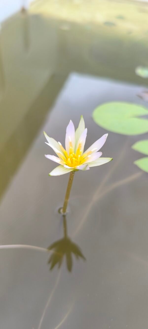 Indian wild water lily plant