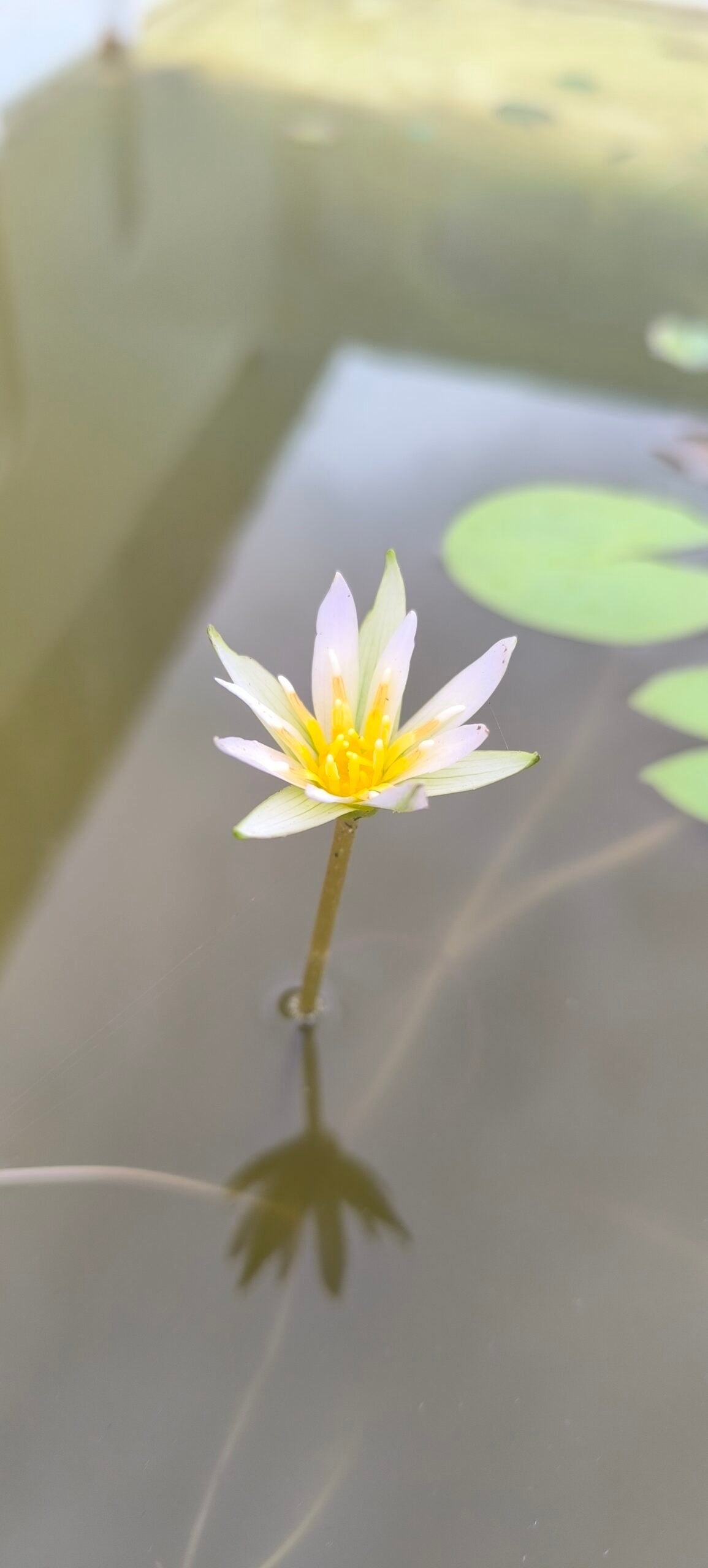 Indian wild water lily plant