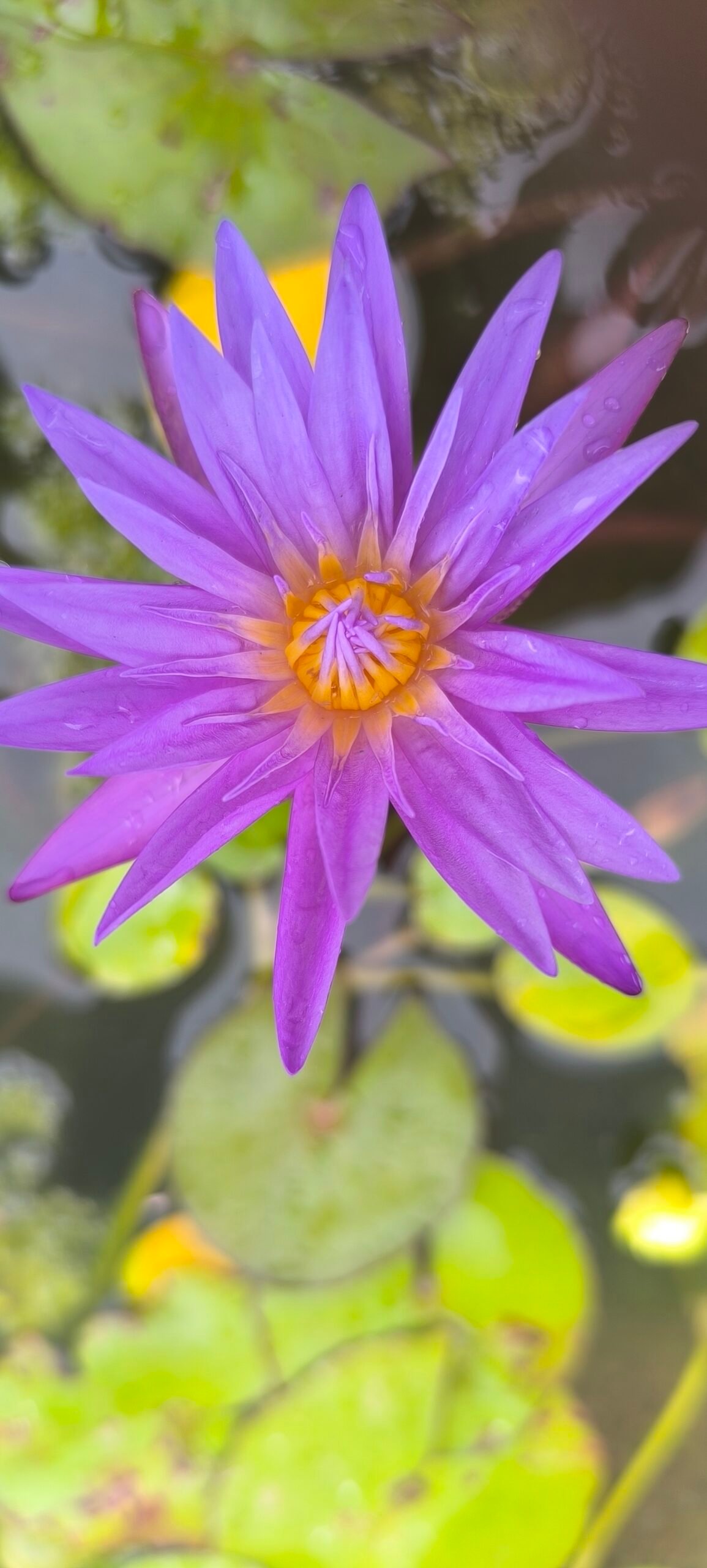 Tropical blue whistles water lily plant