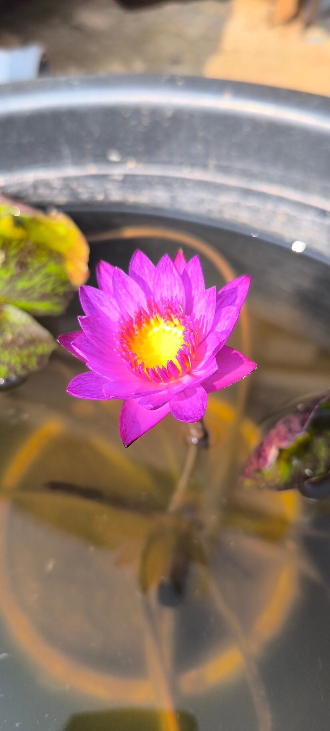 Tropical lindsey woods water lily plant