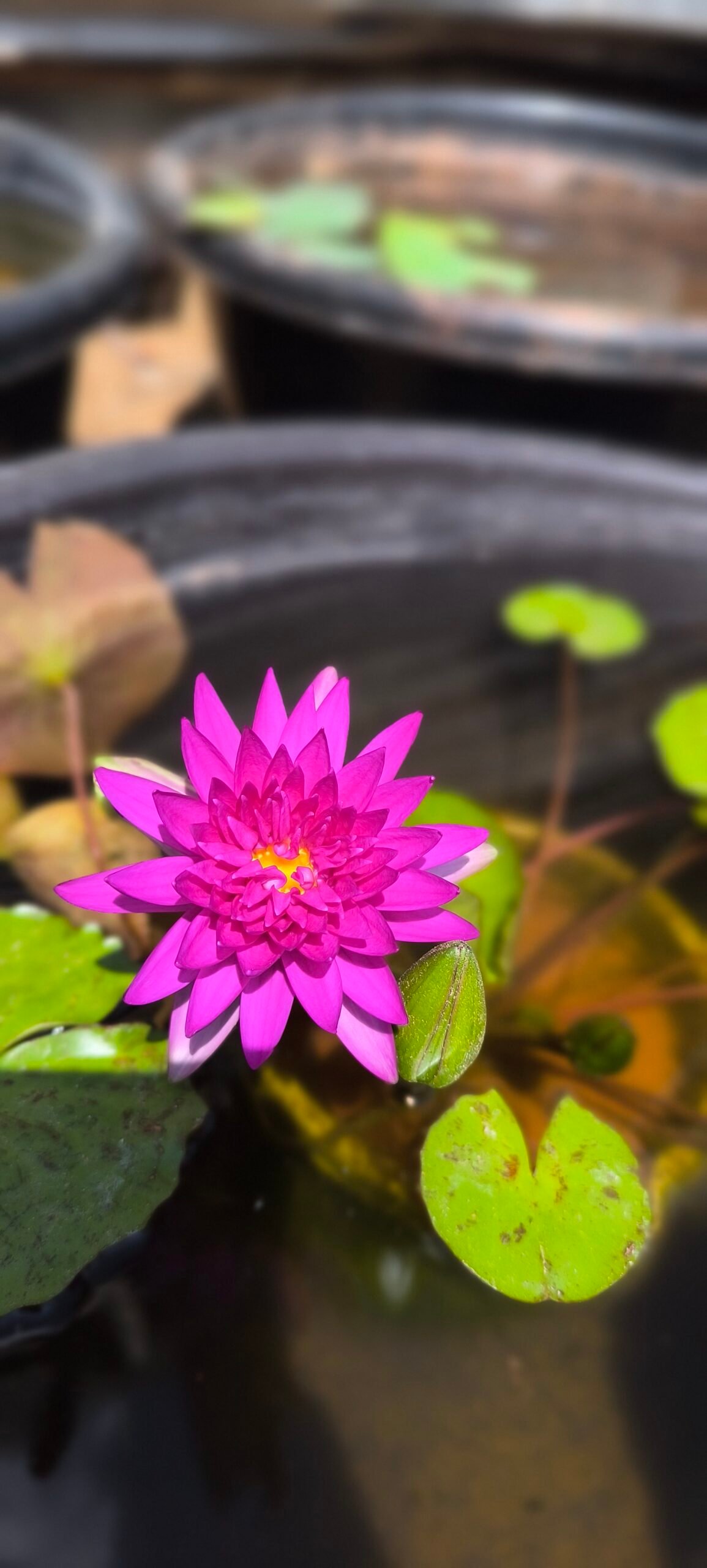 Tropical taweekan water lily tuber plant