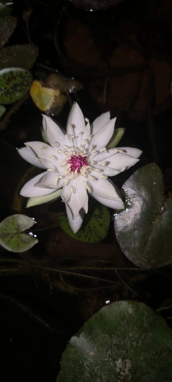 Tropical peru puerto night blooming high fragrance water lily