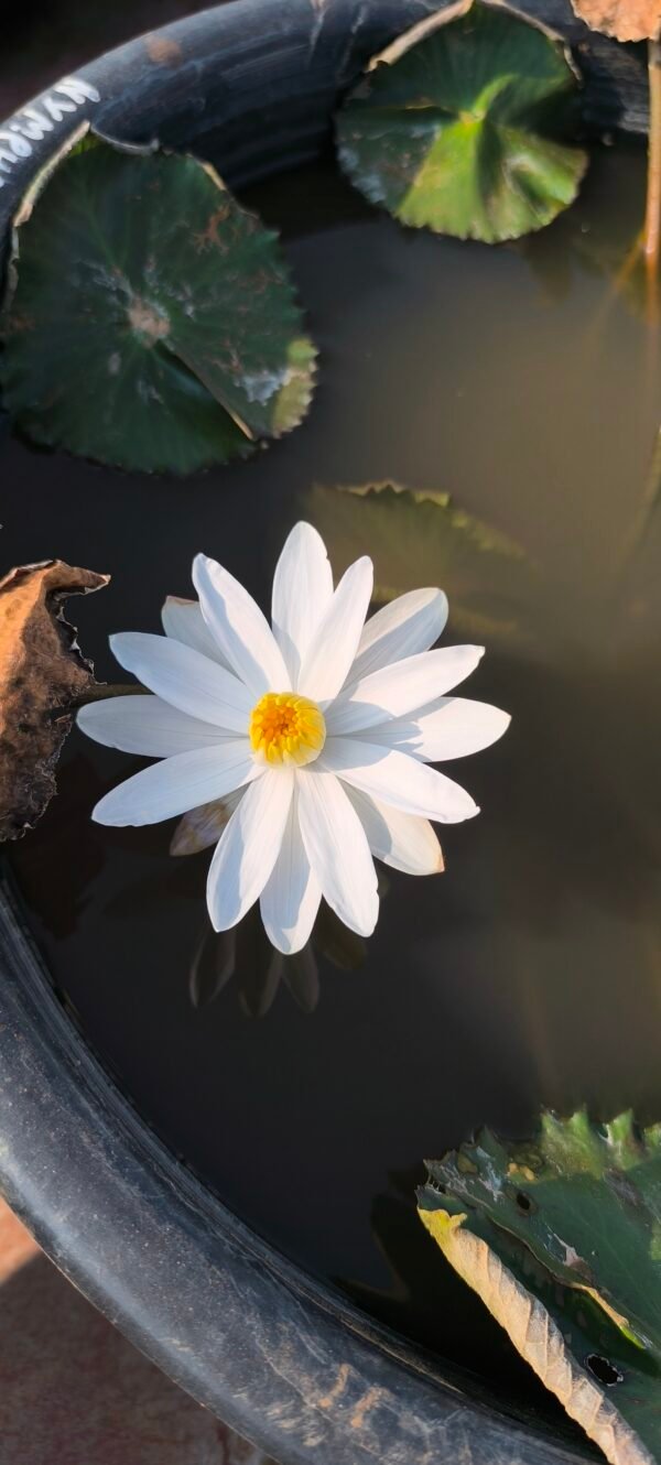 Tropical Nymphaea white night blooming water lily plant