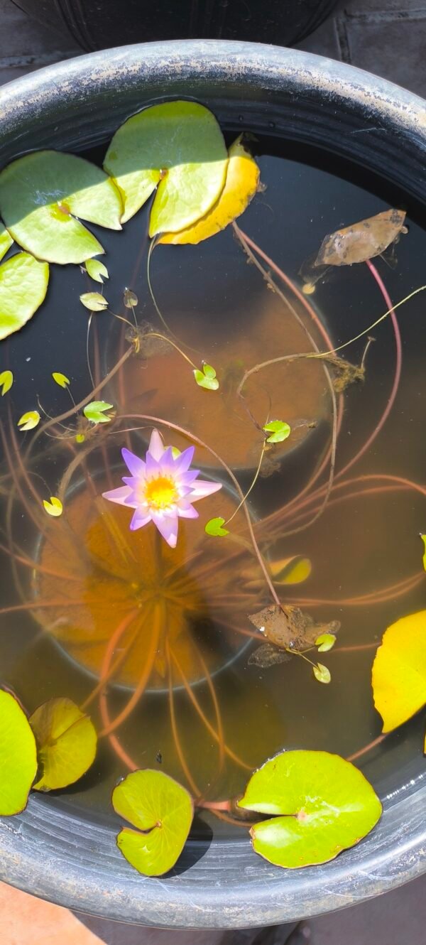 Tropical macrantha blue water lily plant