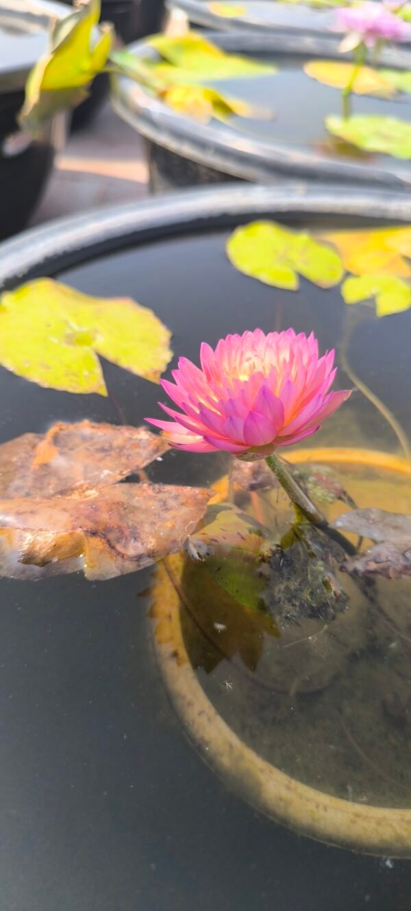 Hassabadin tuber plant