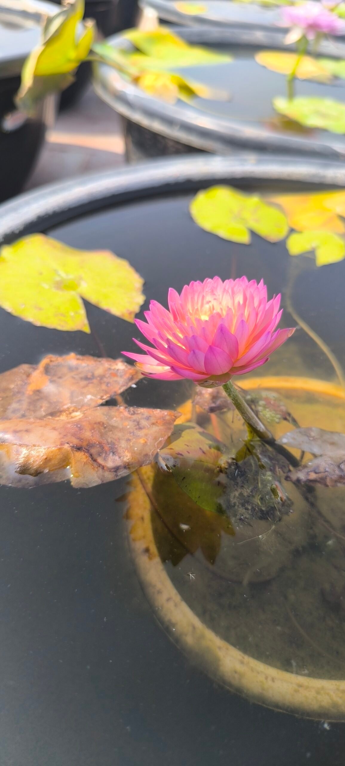 Hassabadin tuber plant