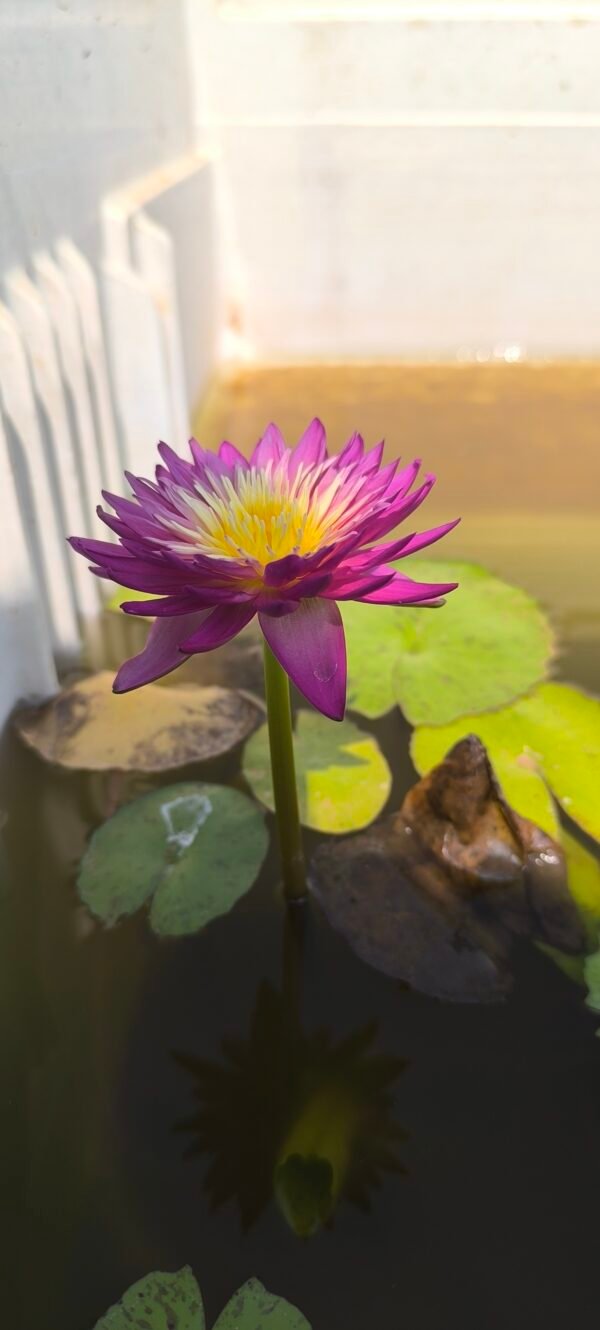 Tropical kronchanok water lily plant