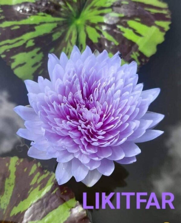 Tropical likitfar water lily plant