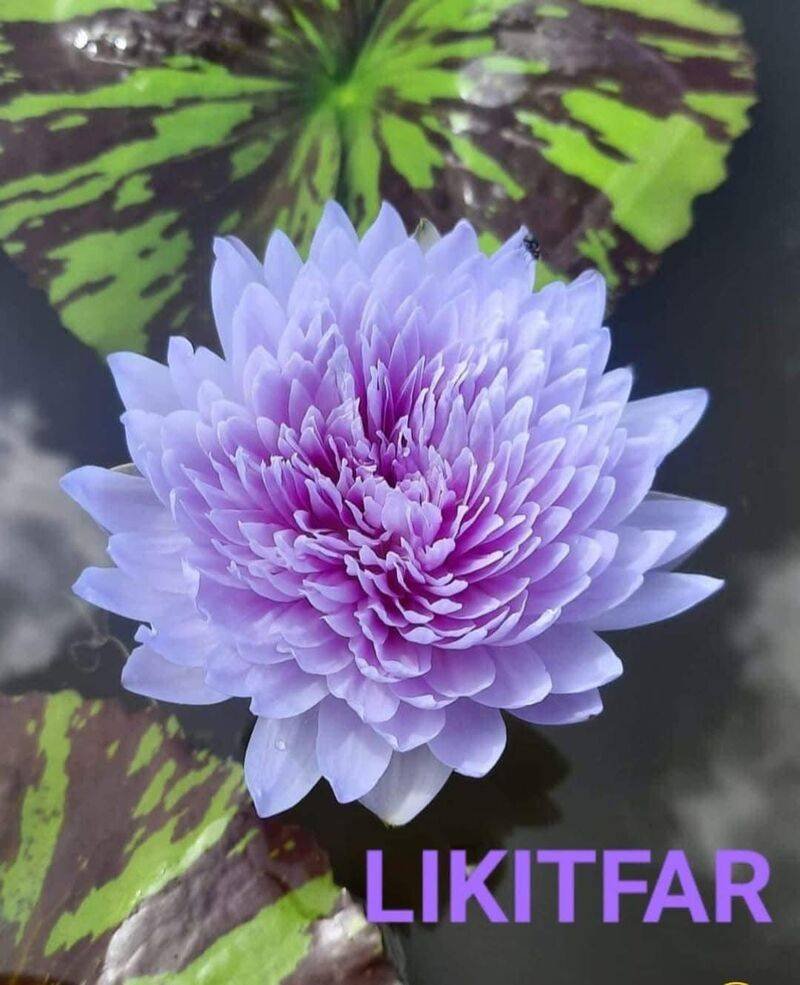Tropical likitfar water lily plant
