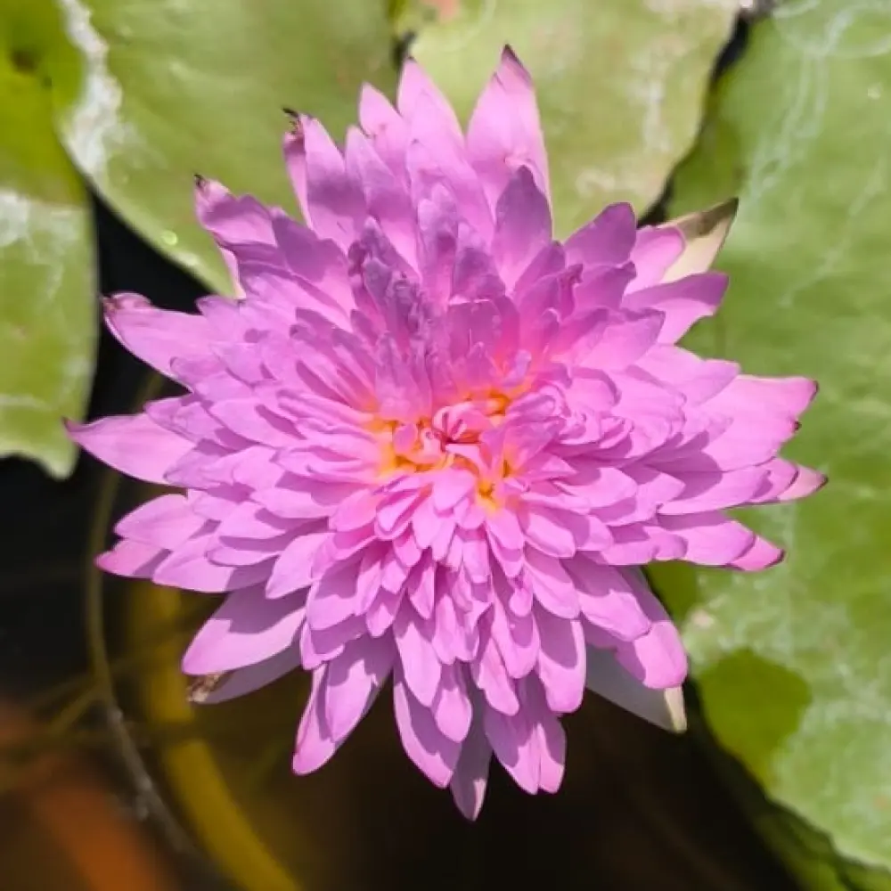 Paparon pink tuber plant