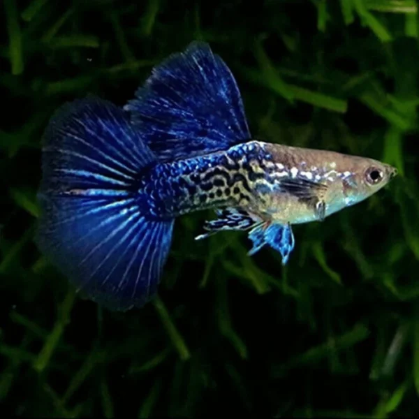 purple berry dragon guppy 1 pair