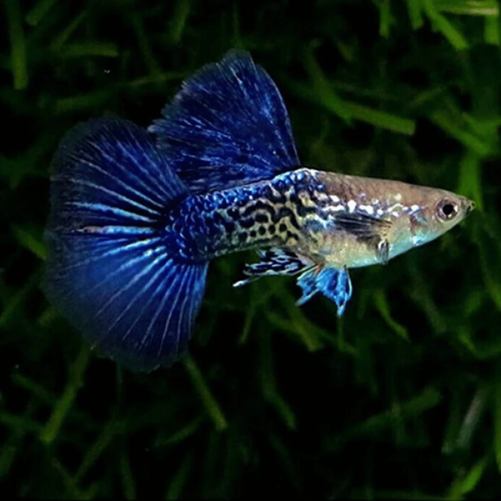 purple berry dragon guppy 1 pair