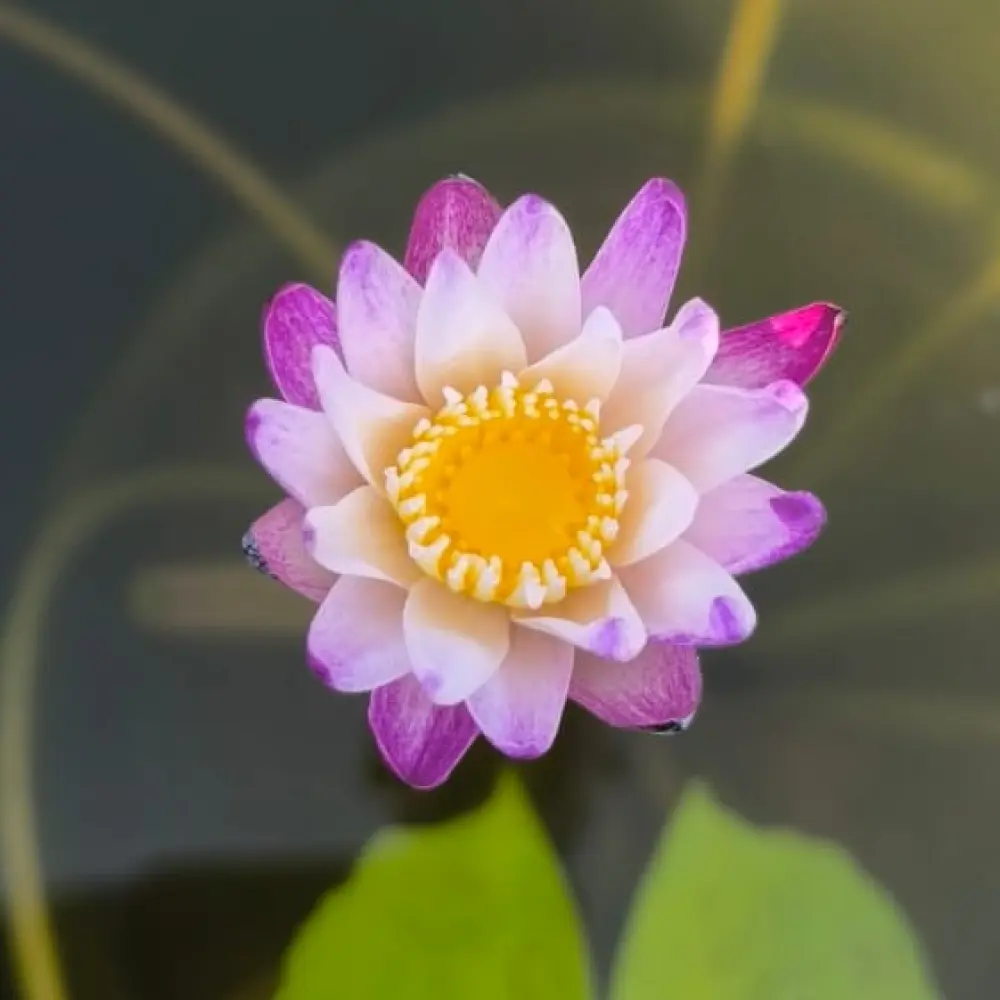 Purple joy tuber plant