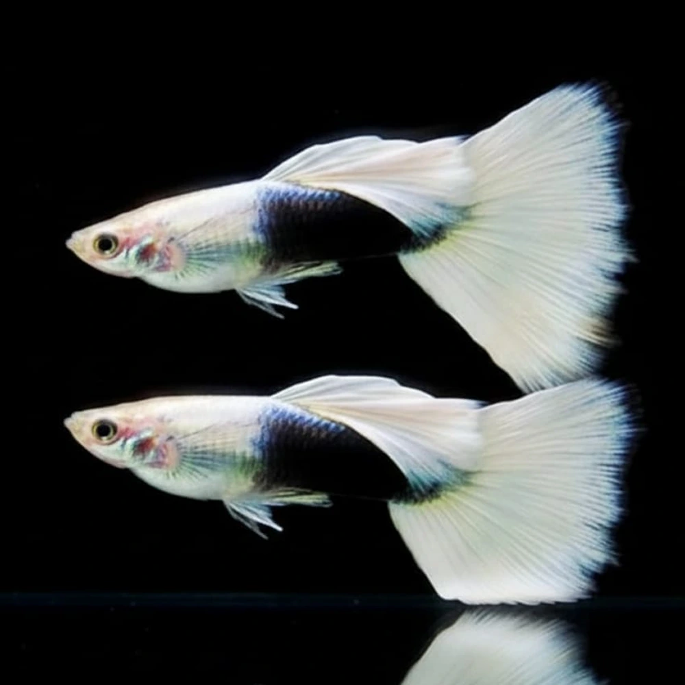 White tuxedo guppy Pair
