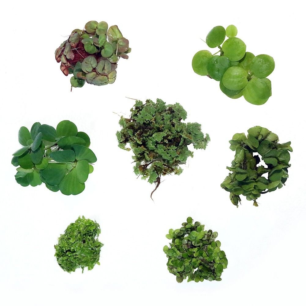 Aquatic floating plants