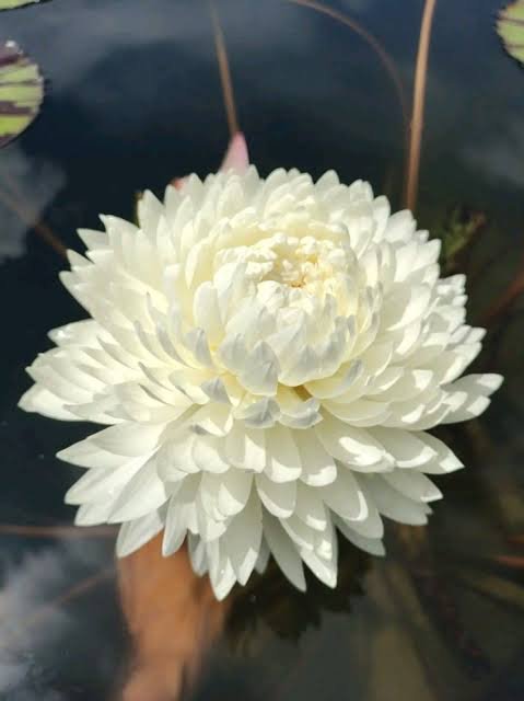Tropical chiffon water lily multi petal