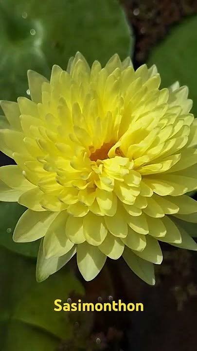 Tropical sasimonthan water lily plant