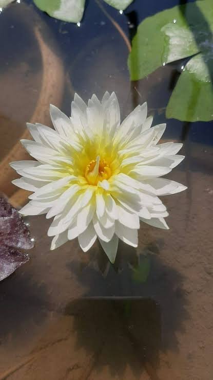 Tropical Saroja water lily plant