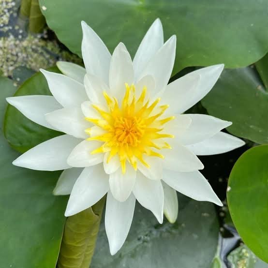 Tropical white capensis water lily