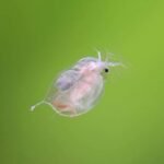 Moina started culture