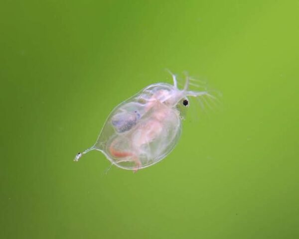 Moina started culture