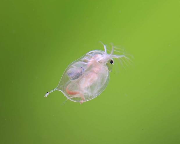 Moina started culture