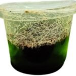 Grindal worms started culture