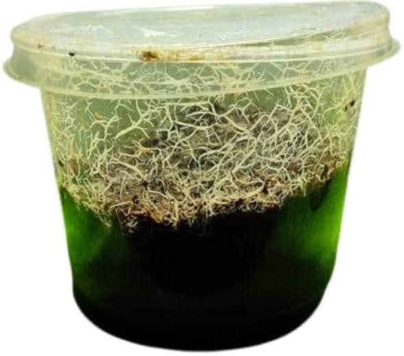 Grindal worms started culture