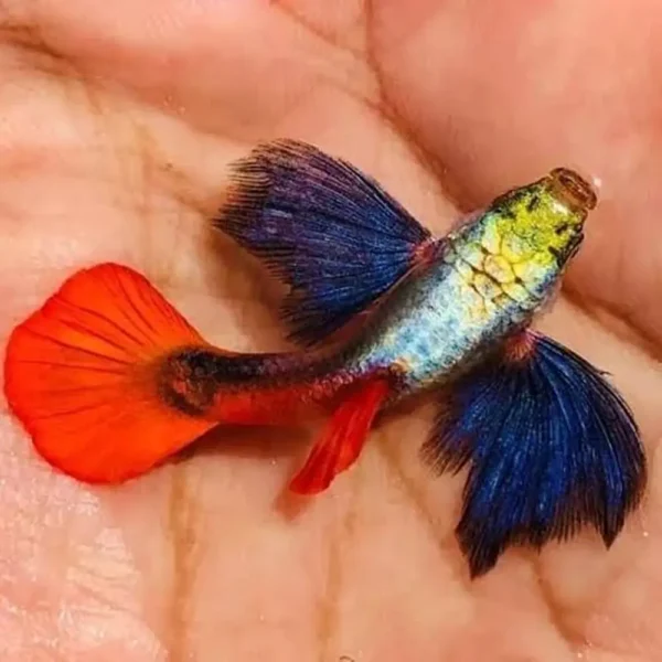 platinum dumbo ear guppy pair