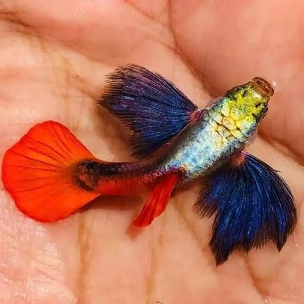 platinum dumbo ear guppy pair