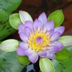 Tropical blue nangkwag water lily plant