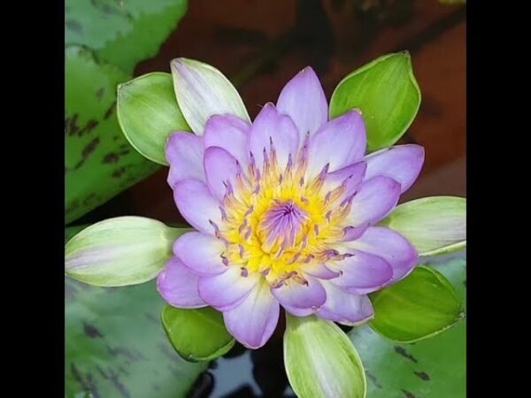 Tropical blue nangkwag water lily plant