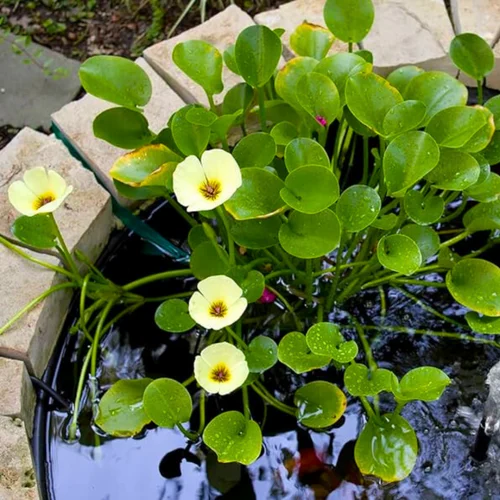 Tropical water puppy plant per cutting