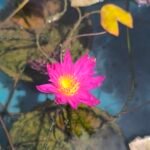 Tropical bullseye water lily