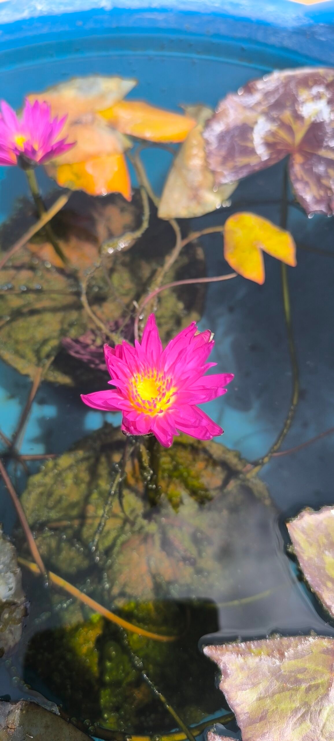 Tropical bullseye water lily